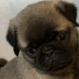 Pugs from North’s Nitro Pugs