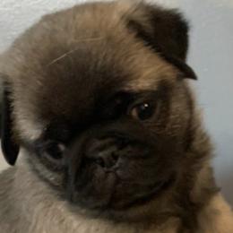 Pugs from North’s Nitro Pugs