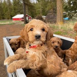 Aussiedoodle, Double Doodle, Goldendoodle, and Labradoodle Puppies from Doodle Paw Ranch