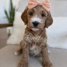 Rey - Apricot female Goldendoodle puppy in Gilbert, Arizona from Doodle Bliss