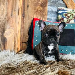 White - Brindle and white French Bulldog puppy in Jordan Valley, Oregon from Floating Feather Frenchies