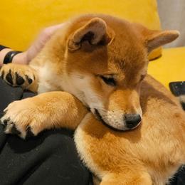 Shiba Inu Puppies from KurguzkinShiba