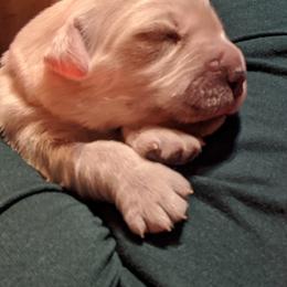 Golden Retriever Puppies from Kayla Prince