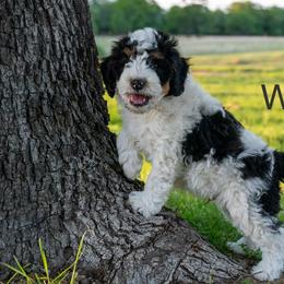 Walker - Black and white male Bernedoodle puppy in Stuart, Oklahoma from G Ridge Kennels
