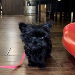 Yorkshire Terrier Puppies from D’Luxe Kennels
