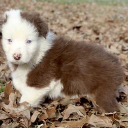 Pompompurin-1000 - Red tri-color male Australian Shepherd puppy in Star City, Arkansas from Blush & Lace Aussie Co.