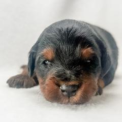 Pepper - male Australian Mountain Doodle puppy in Sharpsburg, Georgia from Steindoodles