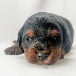 Pepper - male Australian Mountain Doodle puppy in Sharpsburg, Georgia from Steindoodles