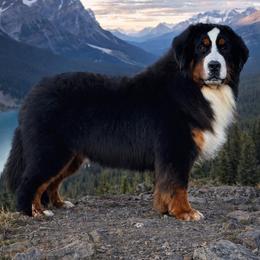 Elvis - Bernese Mountain Dog
