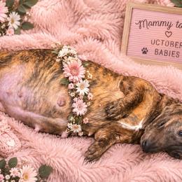 Dachshund puppies from Vibrant Eyes Doxies