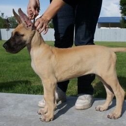 French Bulldogs and Great Danes from Treasure Wylie