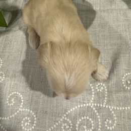 Miniature Schnauzer Puppies from Walker Miniature Schnauzers
