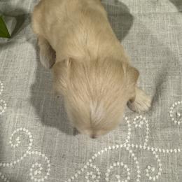 Miniature Schnauzer Puppies from Walker Miniature Schnauzers