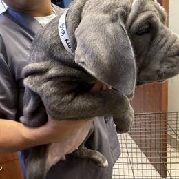 Cane Corso Puppies from A&B kennel