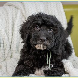 Ivan - Black male Cockapoo puppy in Connersville, Indiana from Deaz Doodle Ranch