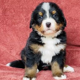 Turquoise Collar Female - Black rust and white female Bernese Mountain Dog puppy in Bristol, Tennessee from Holston Hollow Farm