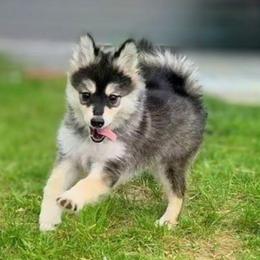 Nutmeg (White Collar) - Black female Pomsky puppy in Kennewick, Washington from Nebula Ranch Pomskies