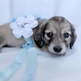 Zeek - Cream male Dachshund puppy in Richmond, Virginia from Irresistible Dachshunds & Cavaliers