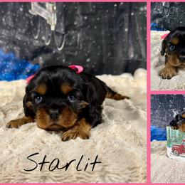 Starlit - Black and tan female Cavalier King Charles Spaniel puppy in De Pere, Wisconsin from Rose Garden Kennels