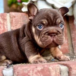 Moose - Tricolors male French Bulldog puppy in Ben Lomond, Arkansas from Miesha Carver's Bulldogs