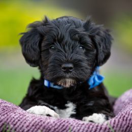 Miniature Schnauzer Puppies from Star Schnauzers