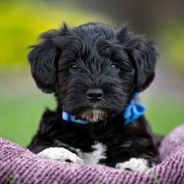 Miniature Schnauzer Puppies from Star Schnauzers