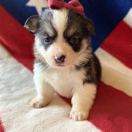 Pembroke Welsh Corgi Puppies from Cactus Corgis