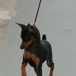 Shimmy - Miniature Pinscher