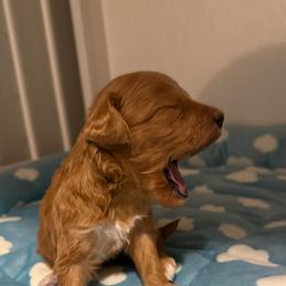 Boss - Red  male Goldendoodle puppy in Eagle Mountain, Utah from Lady Paws Puppies