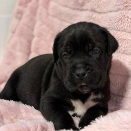 Silver Collar R - Black male Cane Corso puppy in Paris, Texas from Knucklehead Cane Corso