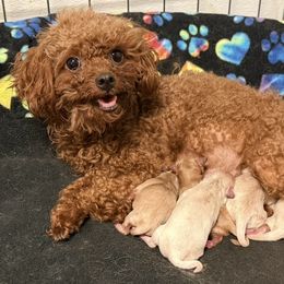 Maltipoo puppies from Exotic City Pomeranians and chihuahuas