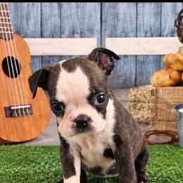 Maylee - Brindle and white female Boston Terrier puppy in Olanta, South Carolina from Julie's IHeart Boston Terrier's