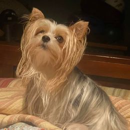 Yorkshire Terriers from Robin’s Yorkie Nest Of Mississippi