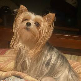 Yorkshire Terriers from Robin’s Yorkie Nest Of Mississippi