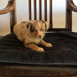 Pretty Girl - Red merle Miniature American Shepherd puppy in Chatsworth, California from AlwaysAussies