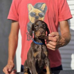 Blue Collar Girl - Red and rust female Doberman Pinscher puppy in Stow, Ohio from Imperium Dobermann