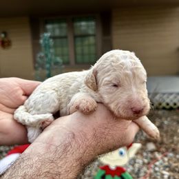Cream - White female Bernedoodle puppy in Holt, Missouri from Mindys Doodles
