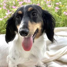 Dachshunds from Dobbins Dachshunds