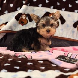 Girl 2 - female Yorkshire Terrier puppy in Hot Springs, Arkansas from Blissful_Yorkies