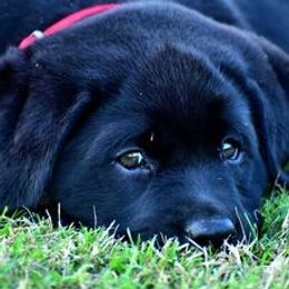 Labrador Retrievers from Windy Hill Labradors