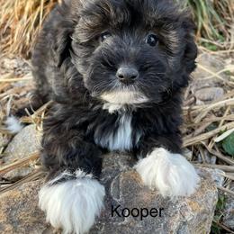 Kooper - Black and white male Aussiedoodle puppy in Lebanon, Missouri from Cobbs Creek Canines