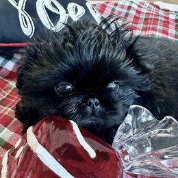Ace of Spades - Pekingese puppy from Sassy's Forever Pekingese