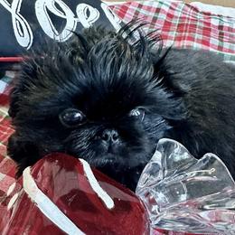 Ace of Spades - Pekingese puppy from Sassy's Forever Pekingese