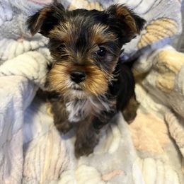 "Boy a lot of white " Yorkshire Terrier Puppies from Becky Harriman's Yorkshire Terriers