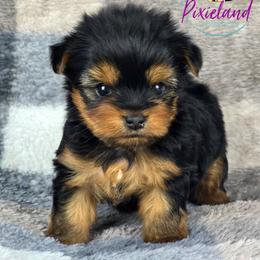 Tatiana - Black and gold female Yorkshire Terrier puppy in Santa Clarita, California from Pixieland Yorkshire Terriers