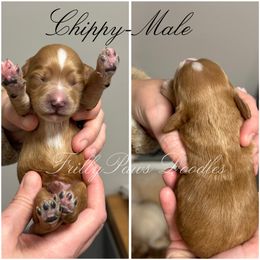 Goldendoodle Puppies from FrillyPaws Doodles