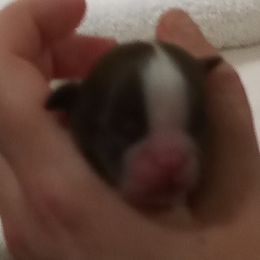 Shih Tzu Puppies from Jennifer Gilpatrick