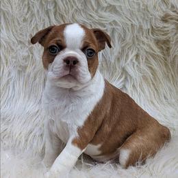 Rocket - Red male Boston Terrier puppy in Perry, Oklahoma from Sitsler Bostons