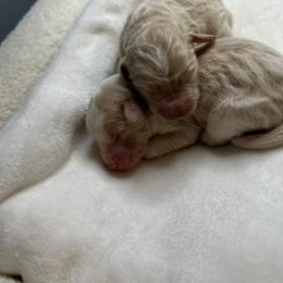 Cream Abstract - Yellow and white female Bernedoodle puppy in Holt, Missouri from Mindys Doodles