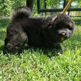 Dahlia - Brown, black overlay female Akita puppy in Granbury, Texas from Folklore Akitas